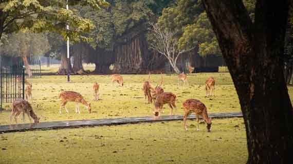 kebun binatang medan