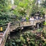 wisata monkey forest ubud