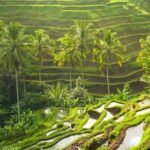 wisata tegalalang rice terrace