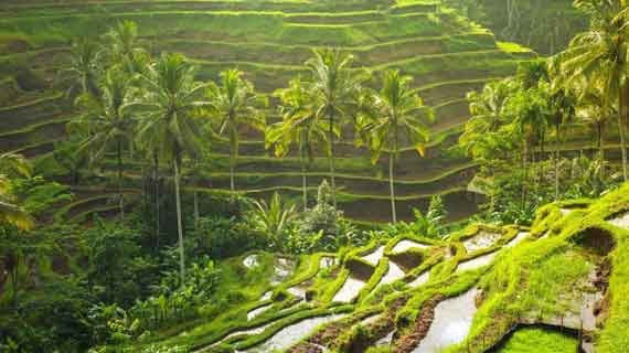 wisata tegalalang rice terrace