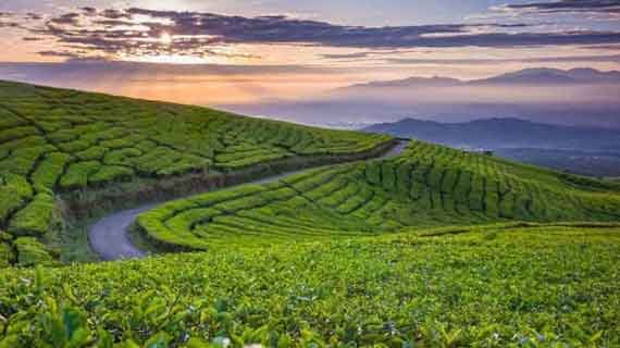 Agrowisata Perkebunan Teh Gunung Dempo