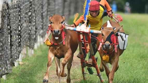 Festival Karapan Sapi Madura