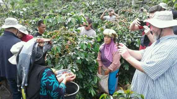 wisata Agro Wisata Kopi Gayo
