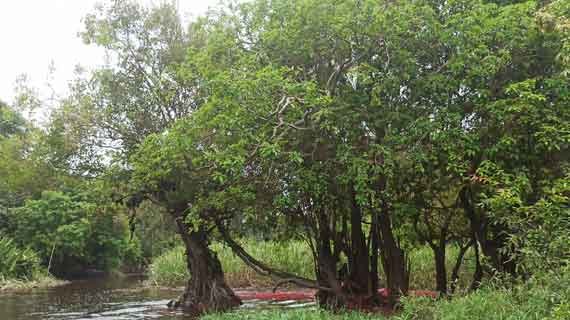 Wisata Suaka Margasatwa Kerumutan