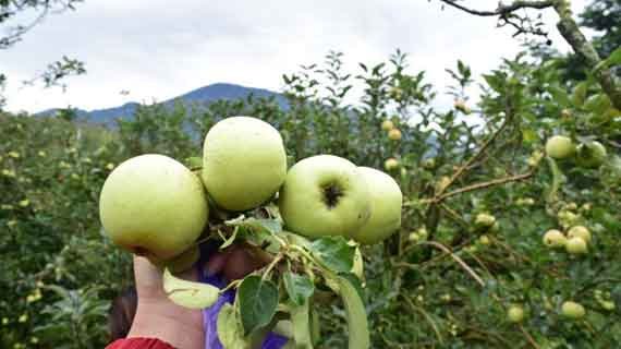 agro wisata apel batu malang