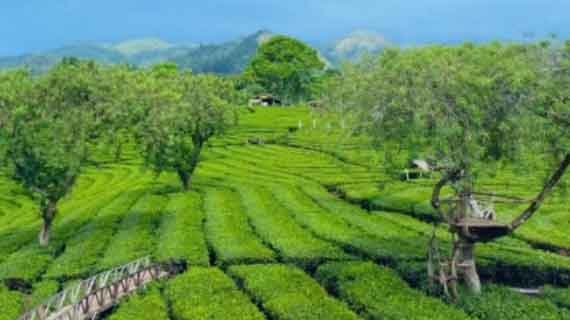 agro wisata wonosari