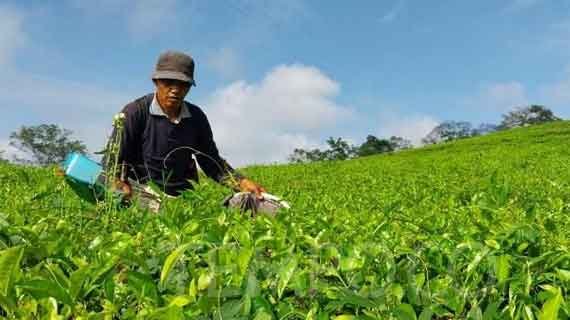 aktivitas pertanian di kaki gunung dempo