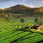 desa wisata Ciwidey