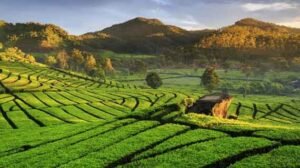 desa wisata Ciwidey