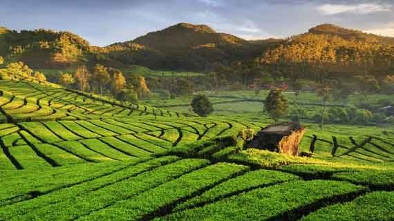 desa wisata Ciwidey