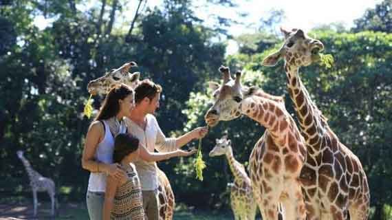 edukasi konservasi di Taman Safari