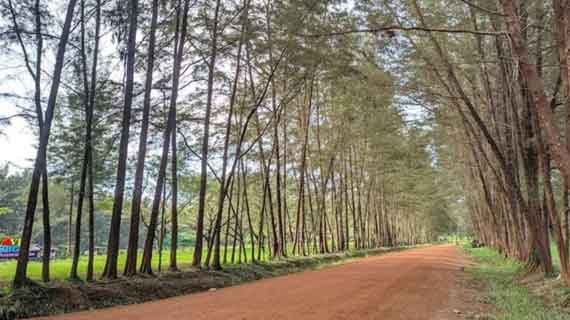 ekoturisme bangka botanical garden