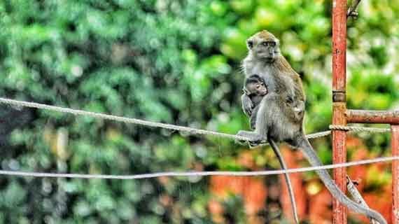 flora dan fauna di punti kayu