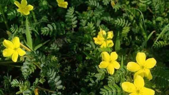 flora endemik Taman Nasional Baluran