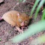 hutan lindung tarsius belitung