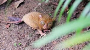 hutan lindung tarsius belitung