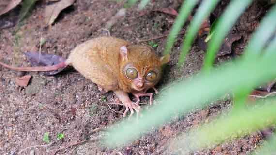 hutan lindung tarsius belitung