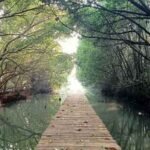 hutan mangrove pantai indah kapuk