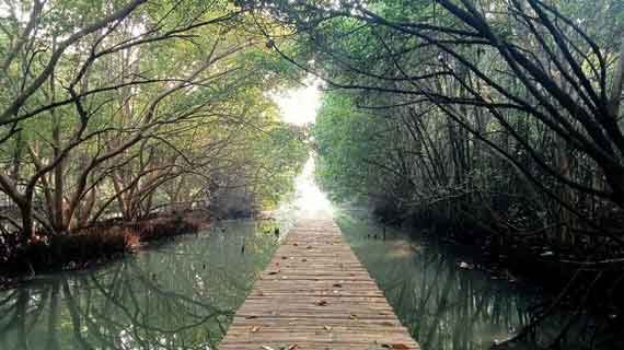 hutan mangrove pantai indah kapuk