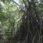 hutan mangrove sembilang