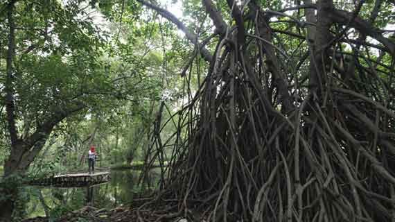 hutan mangrove sembilang
