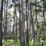 hutan pinus punti kayu