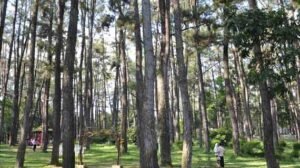 hutan pinus punti kayu