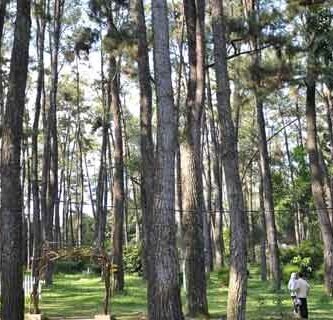hutan pinus punti kayu