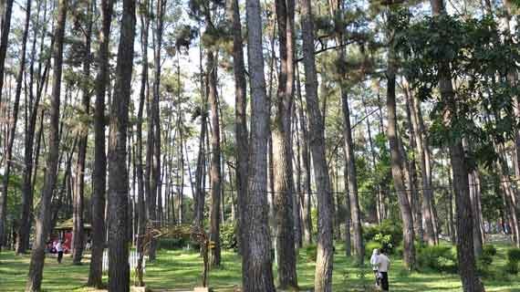 hutan pinus punti kayu
