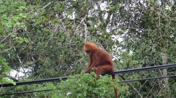 Hutan wisata Baning