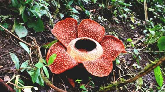 keberadaan rafflesia di bukit kaba