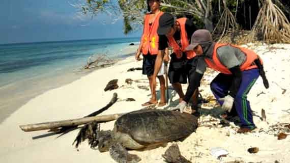 konservasi penyu di Indonesia