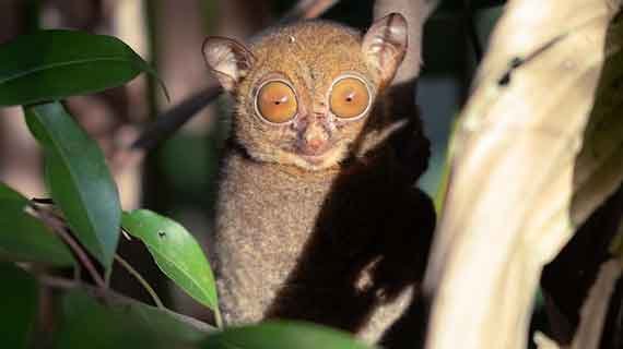 konservasi tarsius bancanus belitung