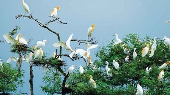 migrasi burung di Taman Nasional Wasur