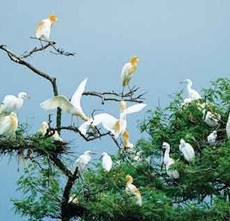 migrasi burung di Taman Nasional Wasur