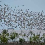 migrasi burung ke taman sembilang