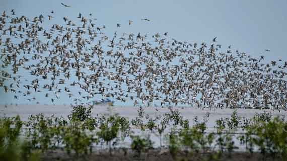 migrasi burung ke taman sembilang
