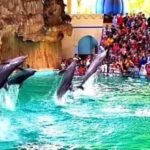 ocean dream samudra pertunjukan lumba-lumba