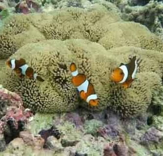panorama bawah laut pulau tikus