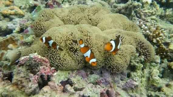 panorama bawah laut pulau tikus