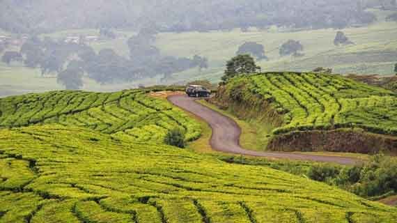 perkebunan teh gunung dempo