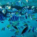 pulau pramuka snorkeling biota laut