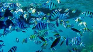 pulau pramuka snorkeling biota laut