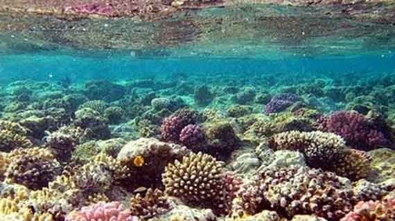pulau tikus snorkeling terumbu karang