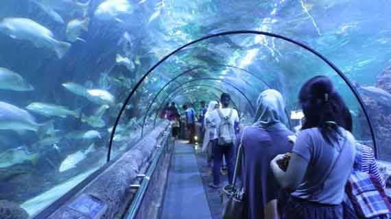sea world ancol biota laut