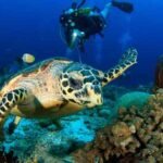 snorkeling di Raja Ampat