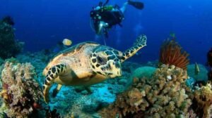 snorkeling Raja Ampat