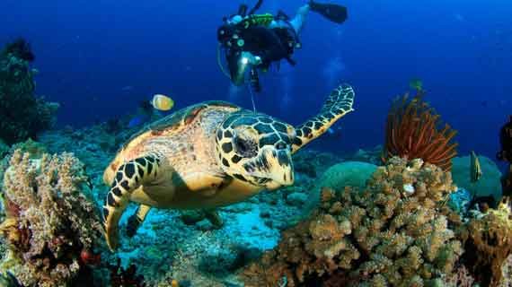 snorkeling di Raja Ampat