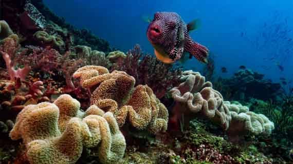 snorkeling Raja Ampat