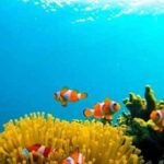 snorkeling bersama ikan nemo pahawang